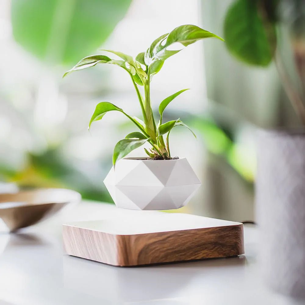Hommfer – Pot de Fleur Flottant pour Salon - Hommfer